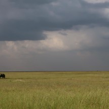Lone Elephant in Serengeti